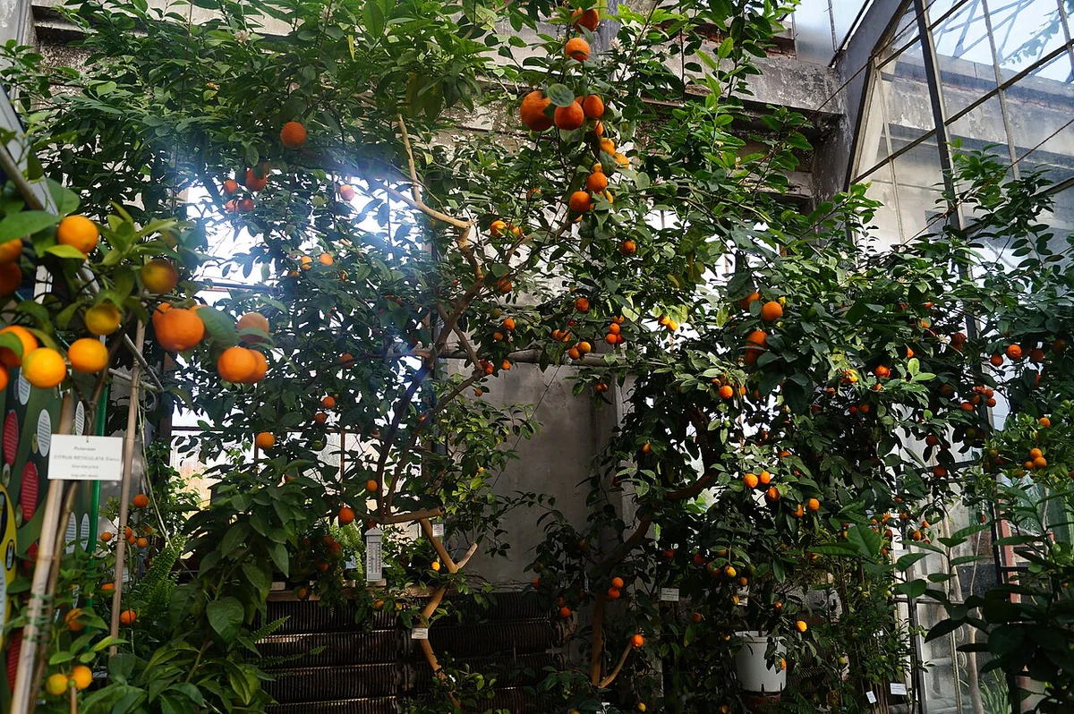 Mandarin Tree (Citrus reticulata) in a real growing environment