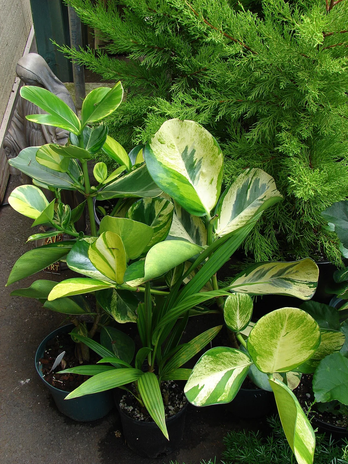 Autograph Tree (Clusia rosea) in a real growing environment