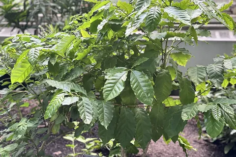 Arabian Coffee Tree (Coffea arabica) in a real growing environment