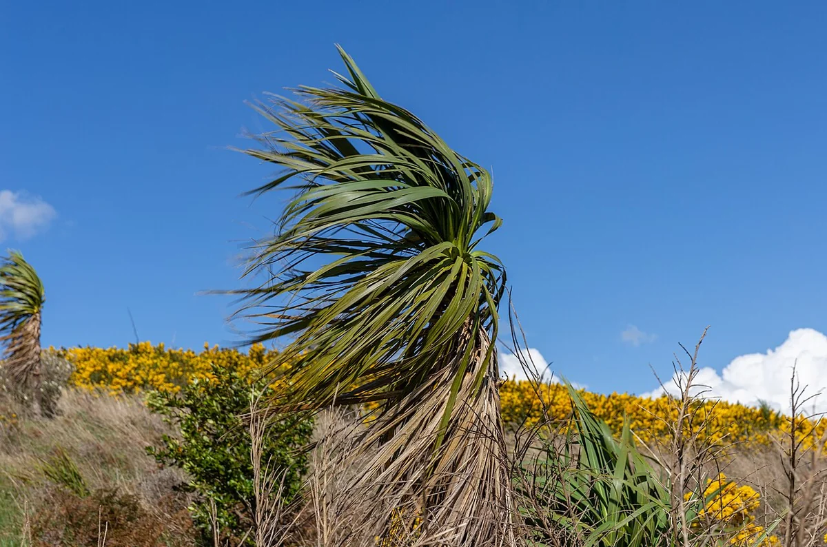 New Zealand Cabbage Tree (Cordyline australis) in a real growing environment