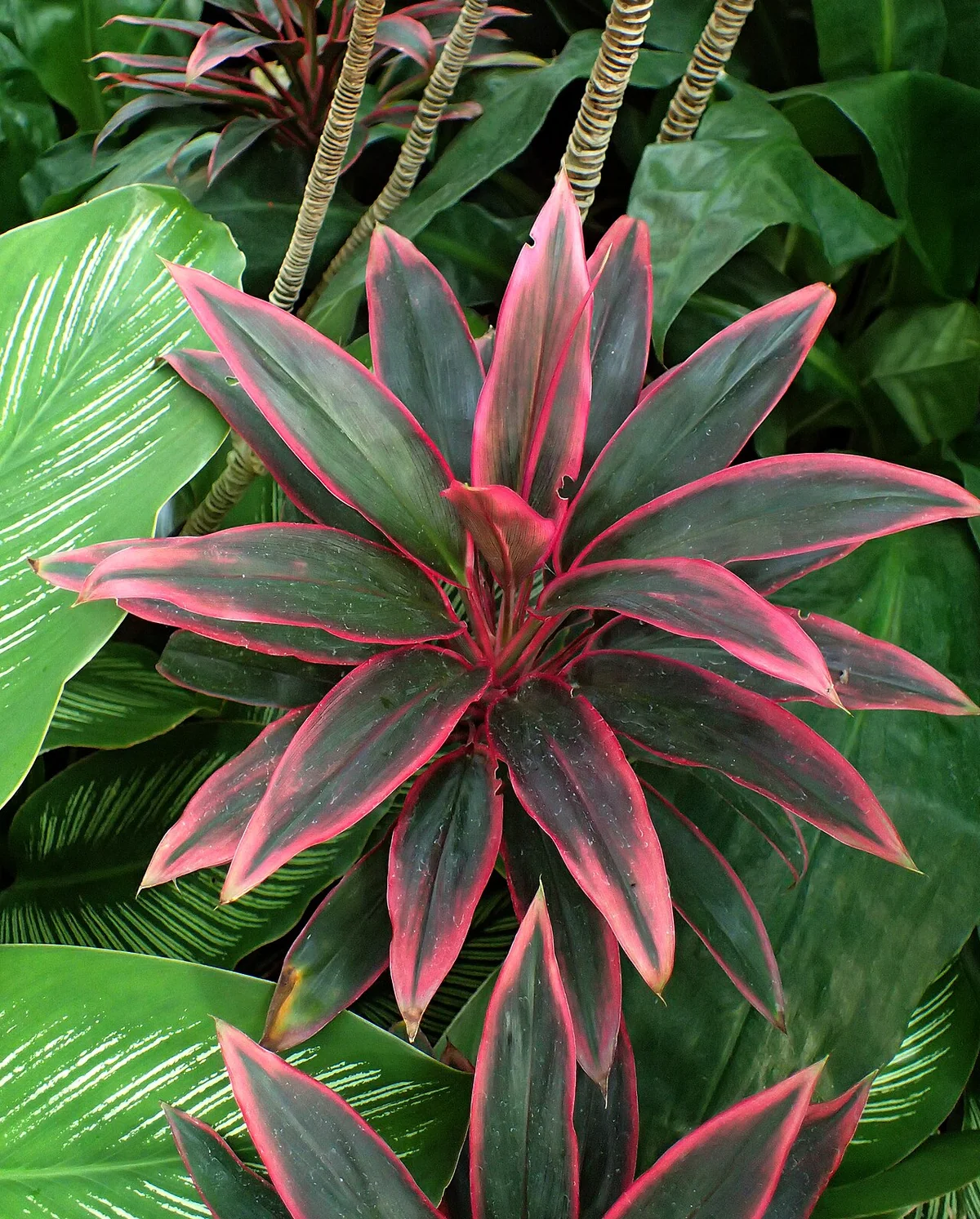 Ti Plant (Cordyline fruticosa) in a real growing environment