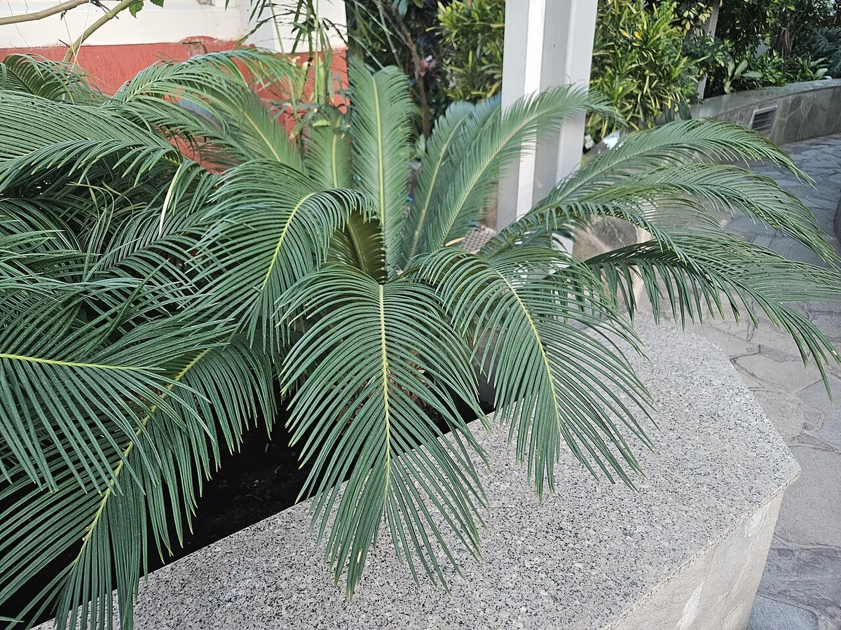 Sago Cycad (Cycas revoluta) in a real growing environment
