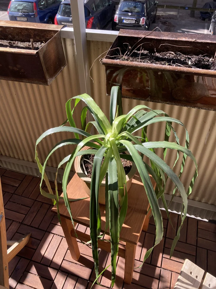 Canary Islands Dragon Tree (Dracaena draco) in a real growing environment