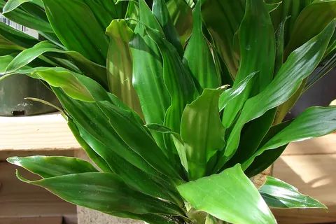 Corn Plant (Dracaena fragrans) in a real growing environment