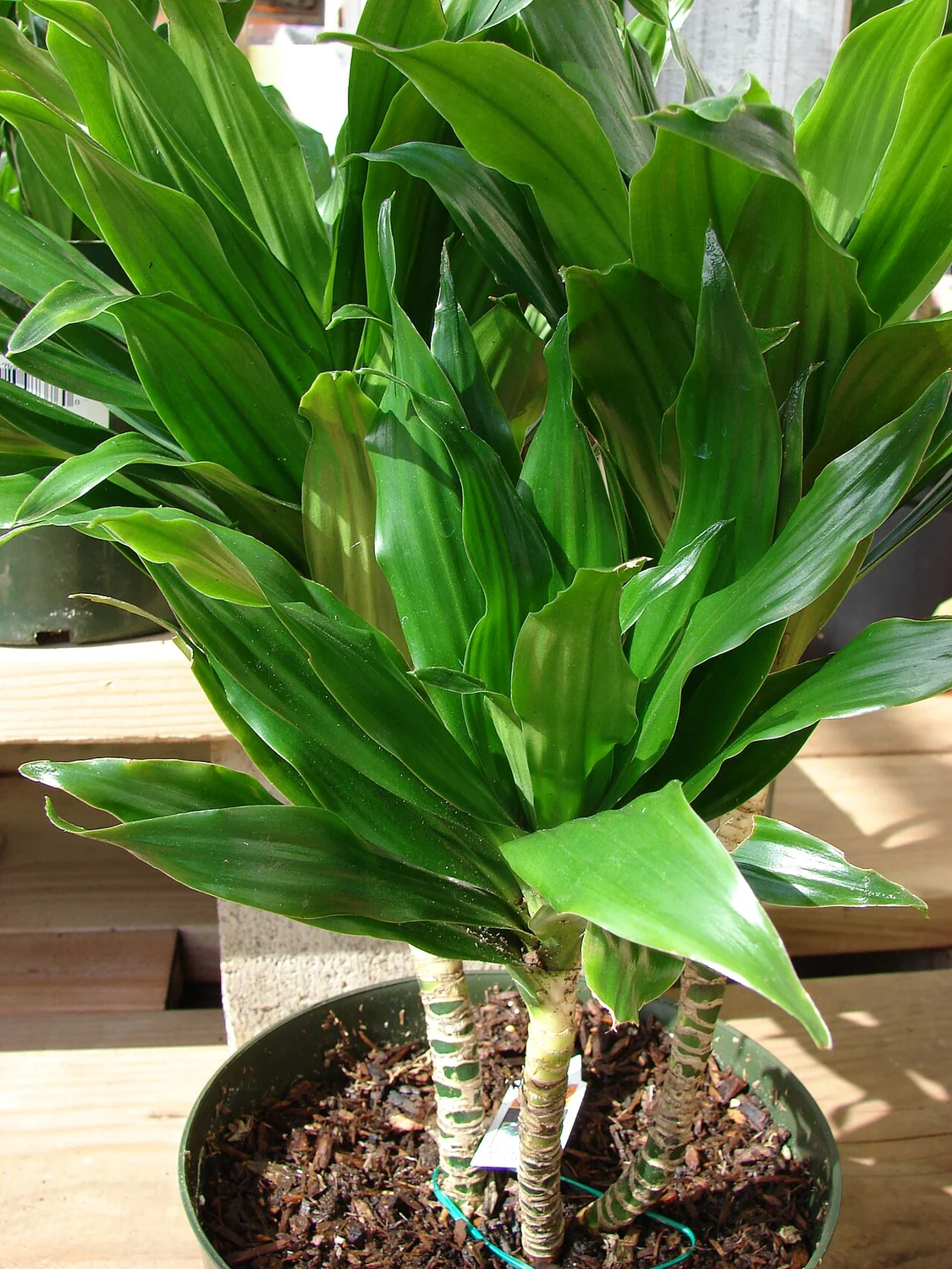 Corn Plant (Dracaena fragrans) in a real growing environment