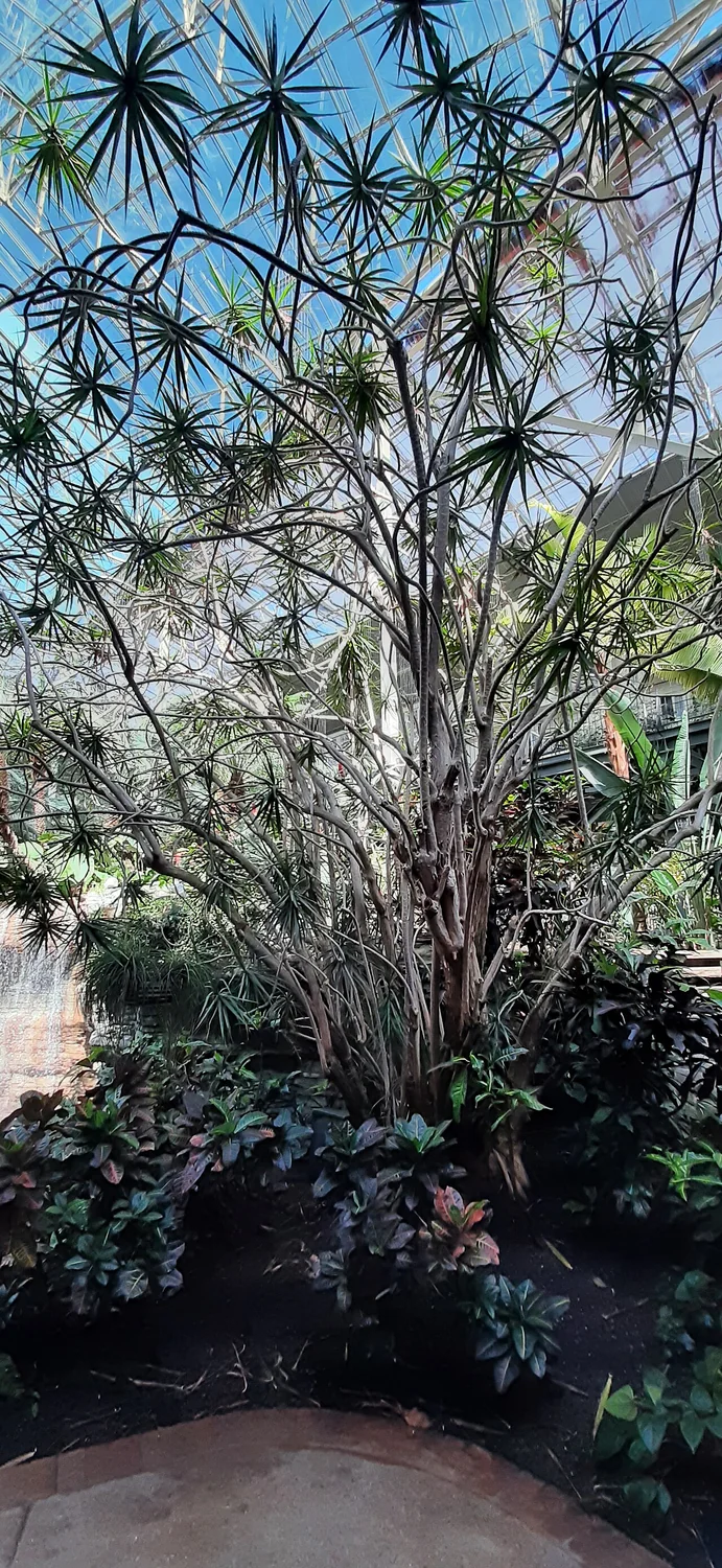 Madagascar Dragon Tree (Dracaena reflexa var. angustifolia) in a real growing environment
