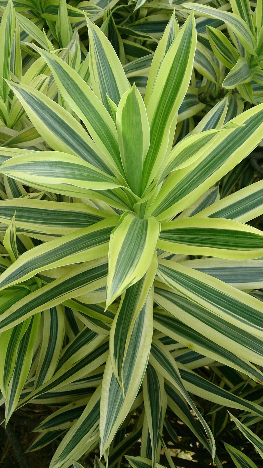 Song of India Dracaena (Dracaena reflexa) in a real growing environment