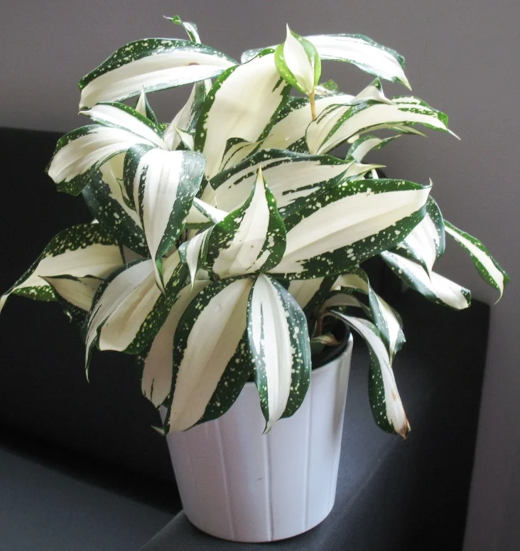 Gold Dust Dracaena (Dracaena surculosa) in a real growing environment