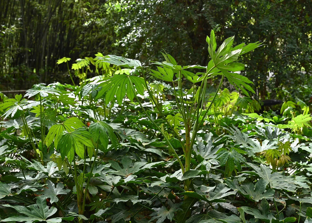 Japanese Aralia (Fatsia japonica) in a real growing environment