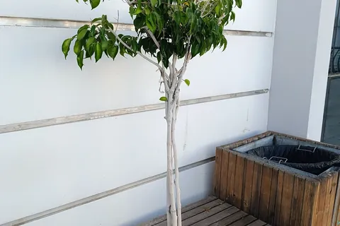 Weeping Fig (Ficus benjamina) in a real growing environment
