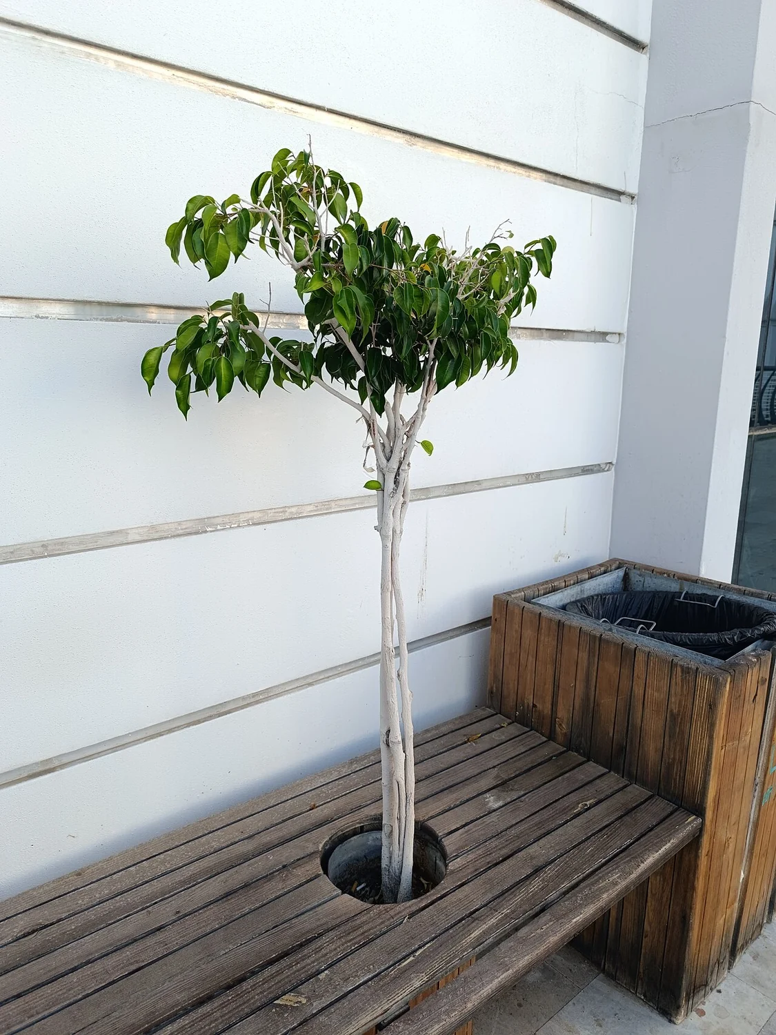 Weeping Fig (Ficus benjamina) in a real growing environment