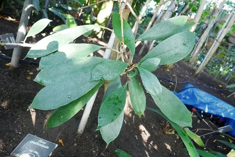 African Fig (Ficus cyathistipula) in a real growing environment