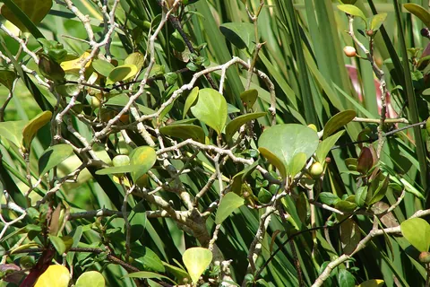 Mistletoe Fig (Ficus deltoidea) in a real growing environment