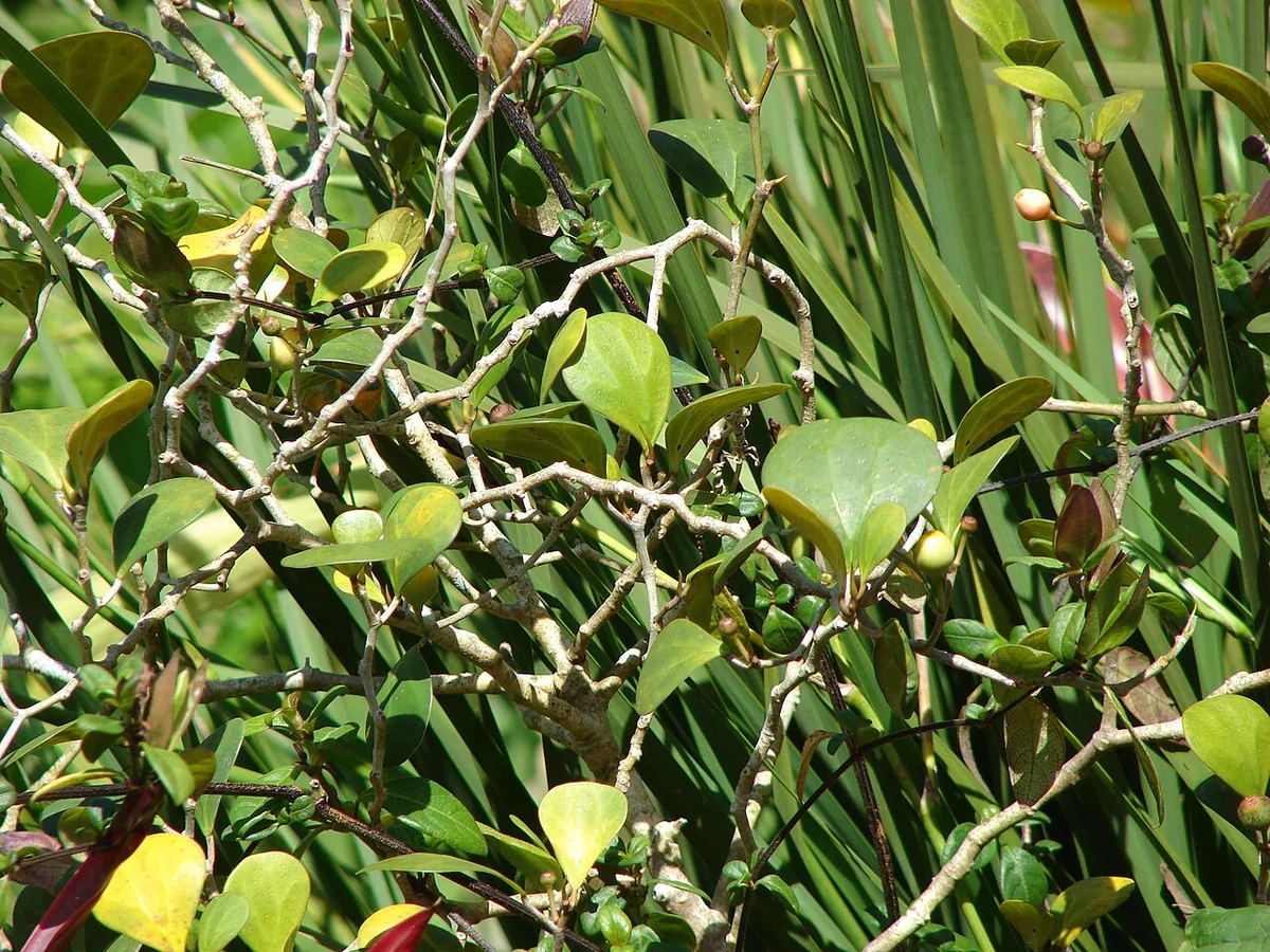 Mistletoe Fig (Ficus deltoidea) in a real growing environment
