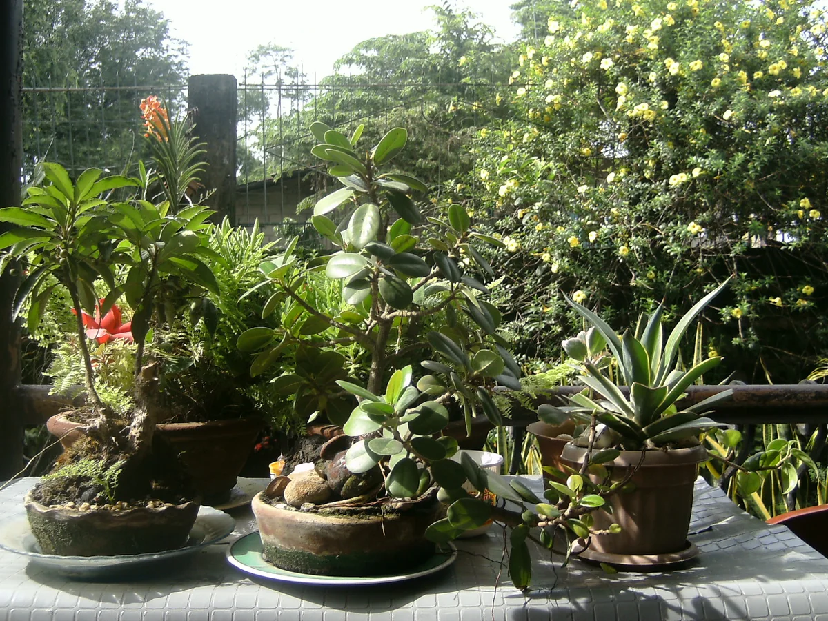 Rubber Tree (Ficus elastica) in a real growing environment