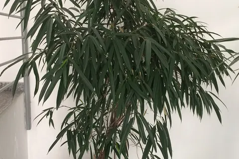 Banana Leaf Fig (Ficus maclellandii) in a real growing environment