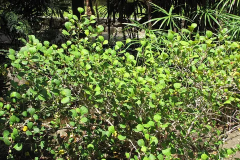 Triangle Fig (Ficus triangularis) in a real growing environment