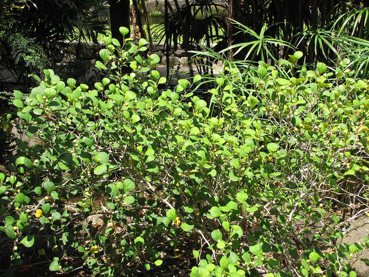 Triangle Fig (Ficus triangularis) in a real growing environment