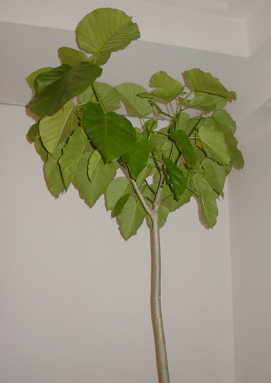 Umbrella Fig (Ficus umbellata) in a real growing environment