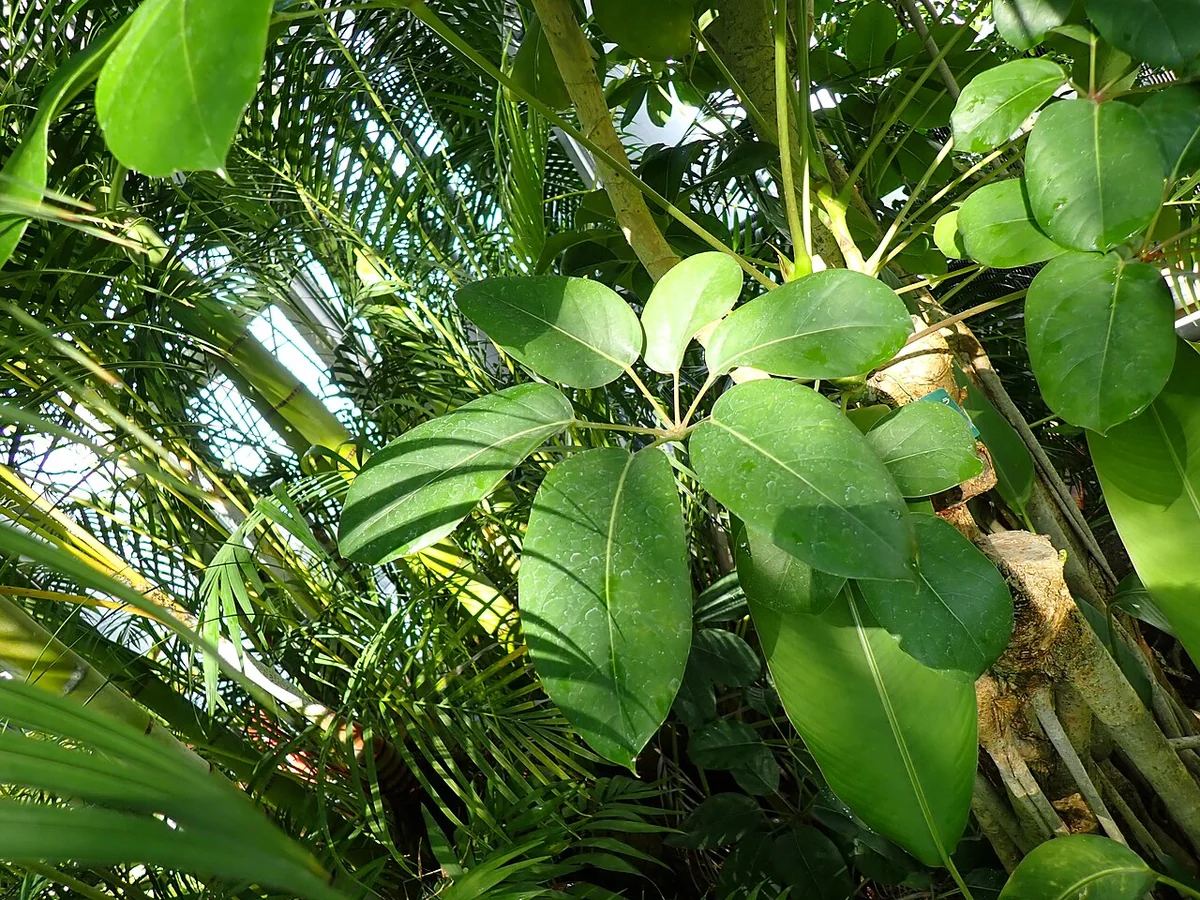 Australian Umbrella Tree (Heptapleurum actinophyllum) in a real growing environment