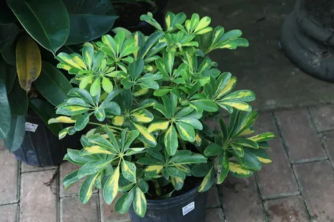Dwarf Umbrella Tree (Heptapleurum arboricola) in a real growing environment
