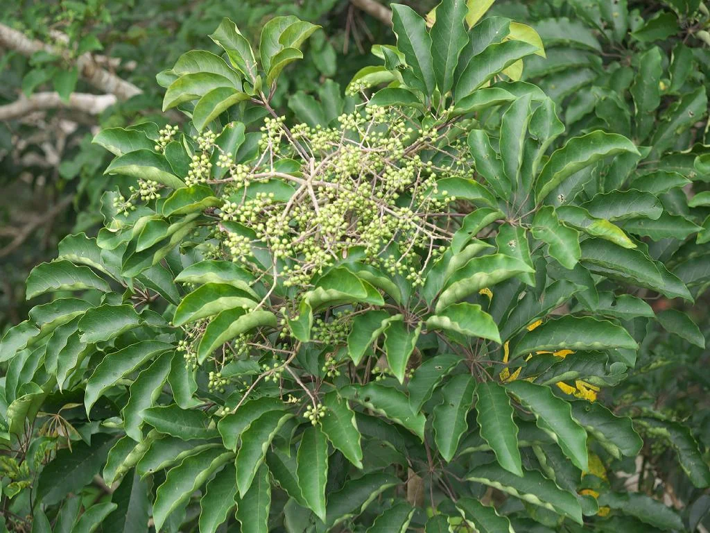 Seven Leaflet Umbrella Tree (Heptapleurum heptaphyllum) in a real growing environment