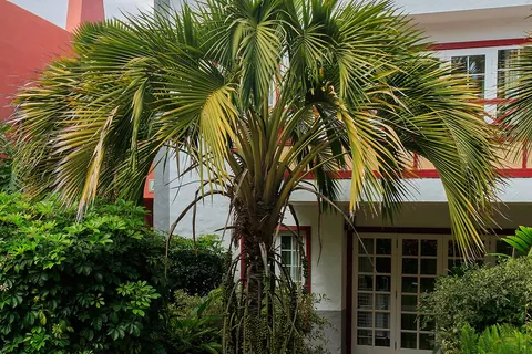 Sentry Palm (Howea belmoreana) in a real growing environment