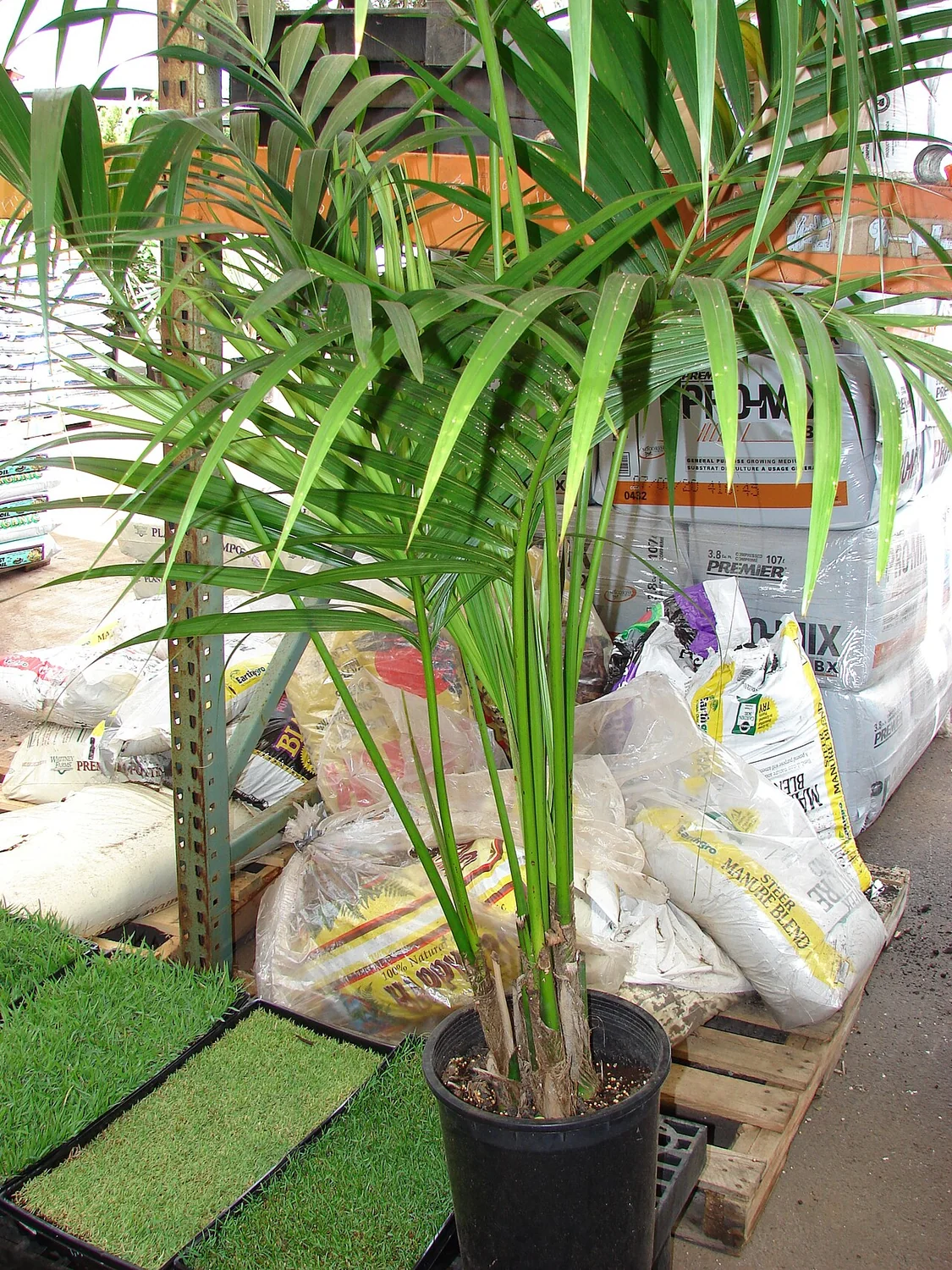 Kentia Palm (Howea forsteriana) in a real growing environment