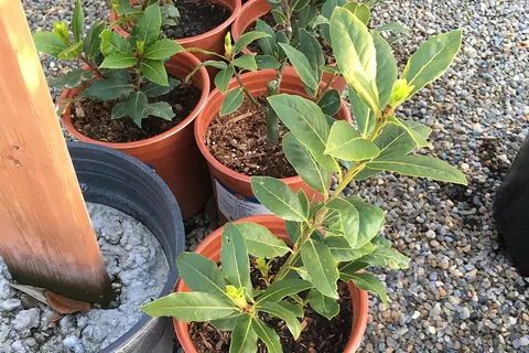 Bay Laurel Tree (Laurus nobilis) in a real growing environment