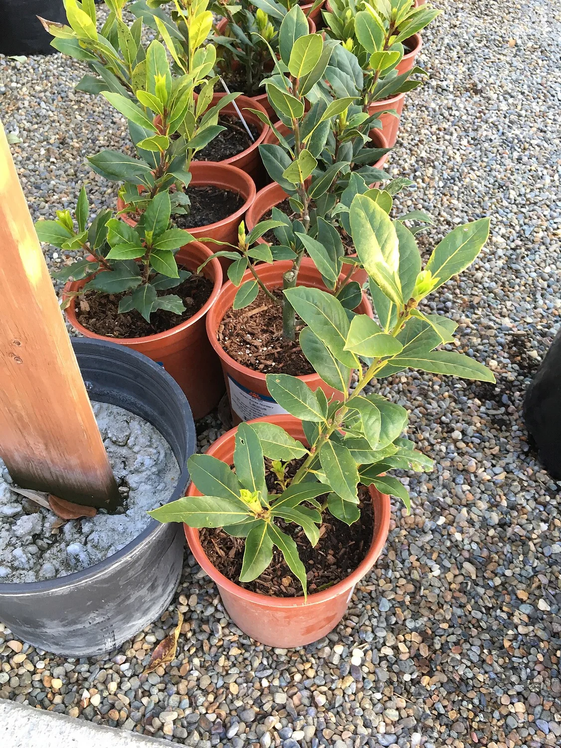 Bay Laurel Tree (Laurus nobilis) in a real growing environment