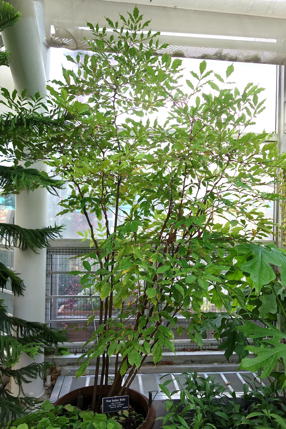 Red Leea Tree (Leea coccinea) in a real growing environment