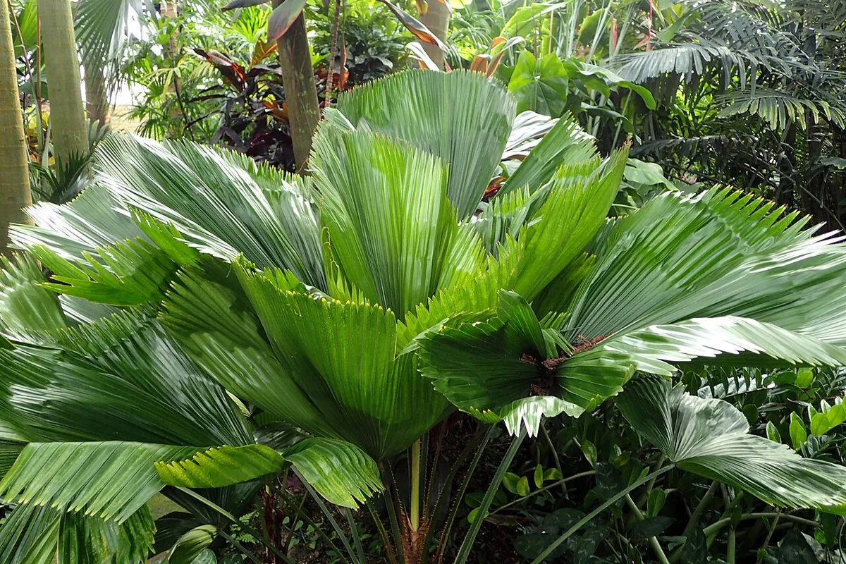 Ruffled Fan Palm (Licuala grandis) in a real growing environment