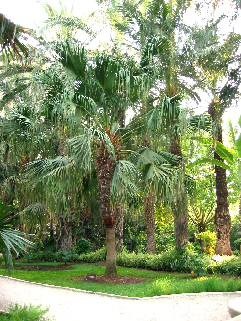 Chinese Fan Palm (Livistona chinensis) in a real growing environment
