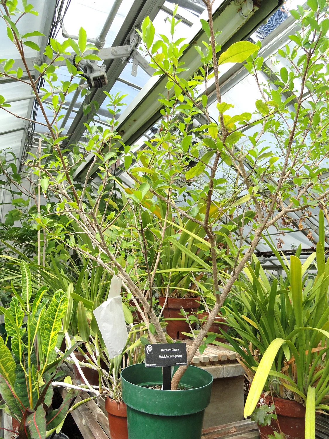 Acerola Tree (Malpighia emarginata) in a real growing environment