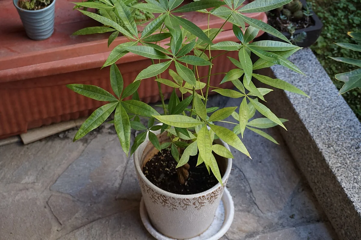Guiana Chestnut (Pachira aquatica) in a real growing environment