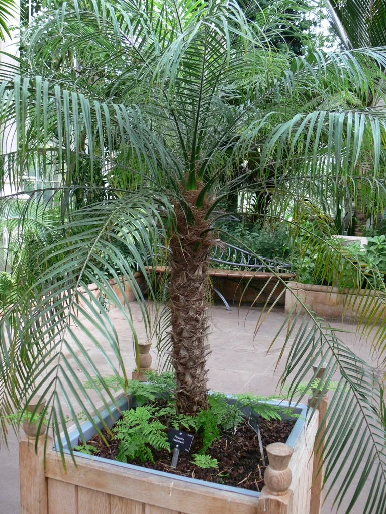 Pygmy Date Palm (Phoenix roebelenii) in a real growing environment