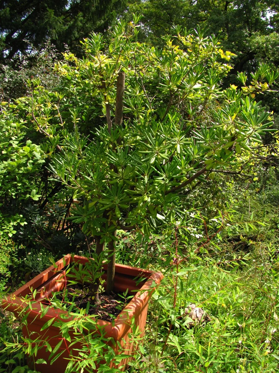 Japanese Mock Orange (Pittosporum tobira) in a real growing environment