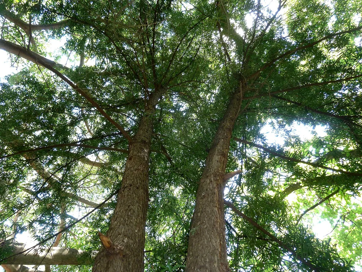 Henkels Yellowwood (Podocarpus henkelii) in a real growing environment