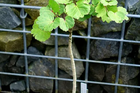 Geranium Leaf Aralia (Polyscias guilfoylei) in a real growing environment