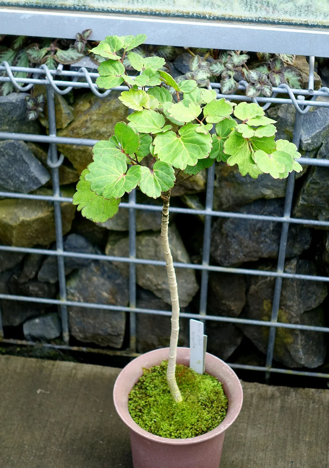 Geranium Leaf Aralia (Polyscias guilfoylei) in a real growing environment