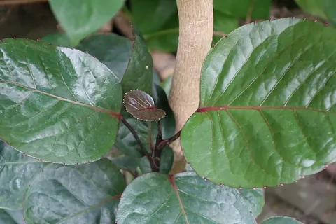 Shield Aralia (Polyscias scutellaria) in a real growing environment