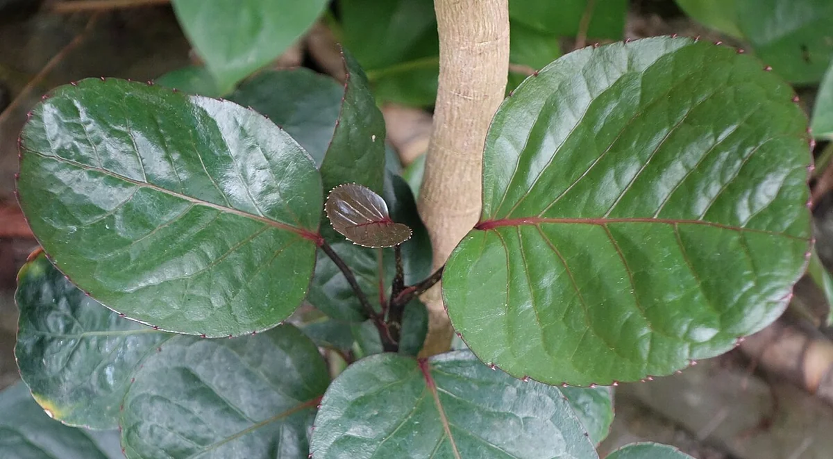 Shield Aralia (Polyscias scutellaria) in a real growing environment