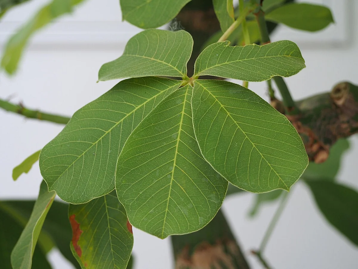 Shaving Brush Tree (Pseudobombax ellipticum) in a real growing environment