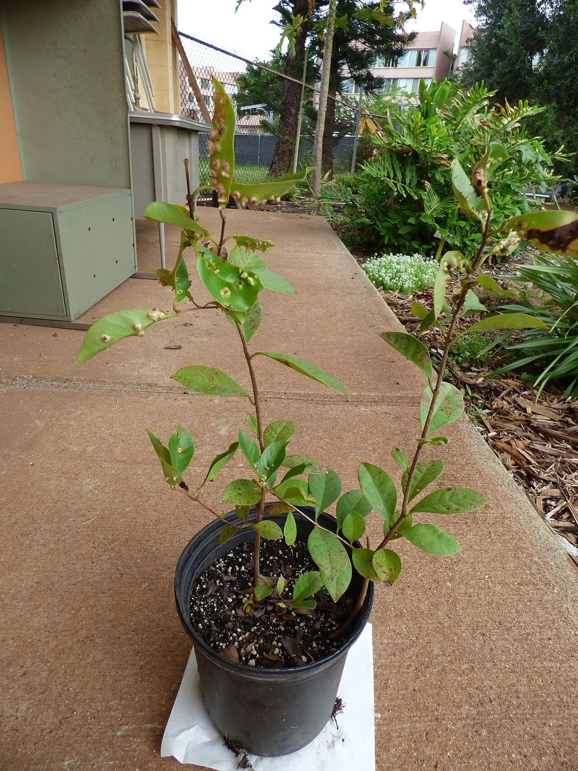 Strawberry Guava Tree (Psidium cattleyanum) in a real growing environment