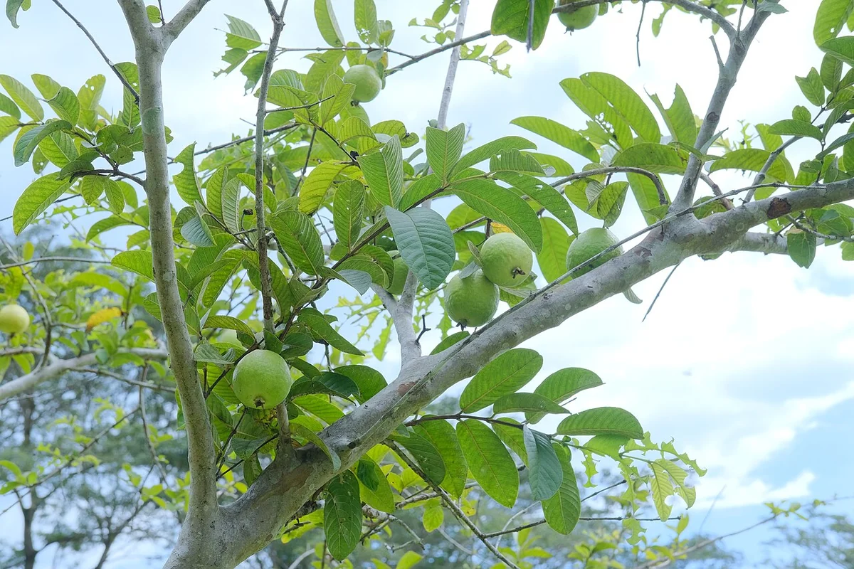 Guava Tree (Psidium guajava) in a real growing environment