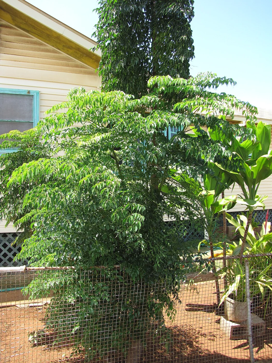China Doll Tree (Radermachera sinica) in a real growing environment