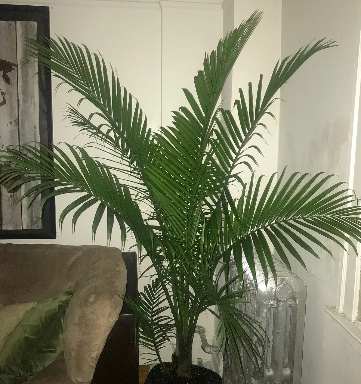 Majesty Palm (Ravenea rivularis) in a real growing environment