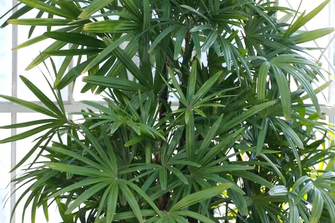 Broadleaf Lady Palm (Rhapis excelsa) in a real growing environment
