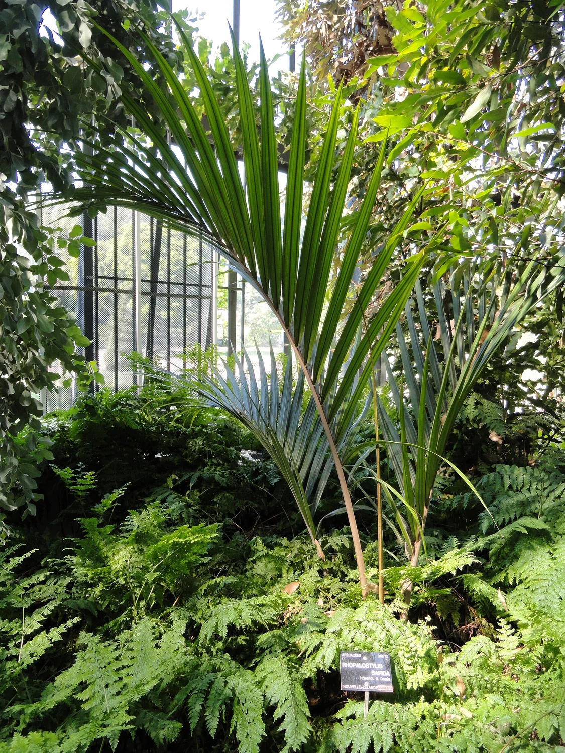 Nikau Palm (Rhopalostylis sapida) in a real growing environment