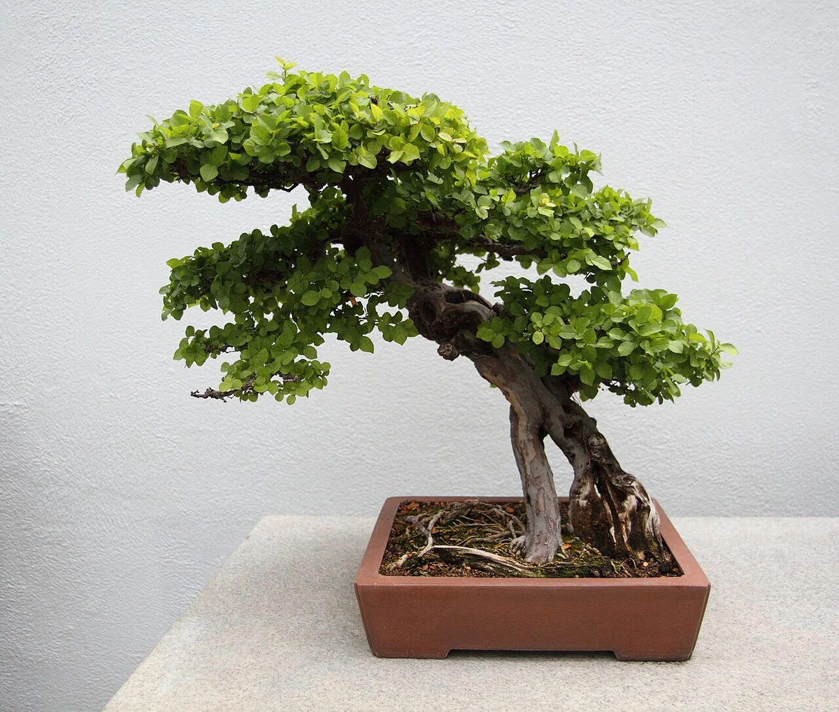 Chinese Sweet Plum Bonsai (Sageretia thea) in a real growing environment